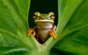 New Granada cross-banded tree frog. Photo: Robin Moore/iLCP