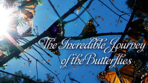 Journey of the Butterflies