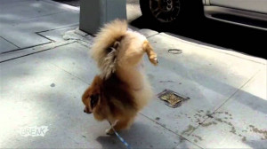 ... this funny Pomeranian marking his territory in the most unique way