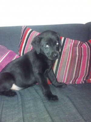 black labrador puppies 250 posted 1 year ago for sale dogs labrador