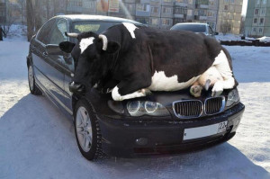 Cow warms up on car hood.