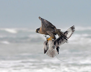peregrine falcon hunting