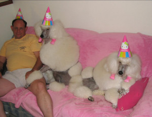 Funny, Poodle's Best Birthday Blast Ever..!