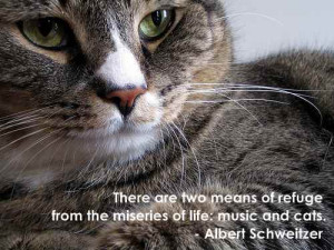 Cats seem to go on the principle that it never does any harm to ask ...