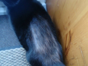 ... of feline behavior my 8yr old cat is pulling her hair out (40