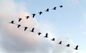 Ducks fly distances of hundreds or even thousands of miles, a distance ...