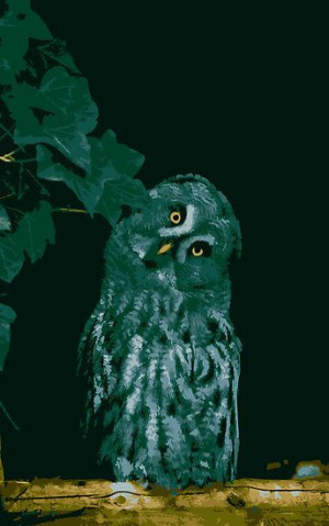 Great Grey Owl' by Vac1