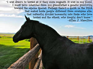 My Horse Quotes