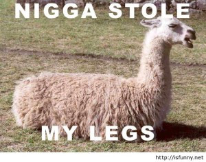 Funny Llama Images Image
