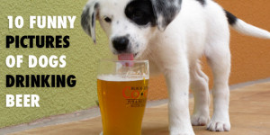 Blog About Beer Beer Blog, Craft Beer, Homebrewing & Beer News
