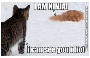 Ninja cat in the snow
