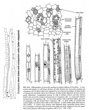 Sieve Tube Vascular Tissue