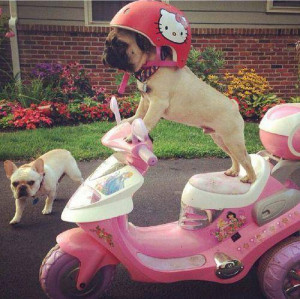 Funny pugs bike ride cute photo and this funny cute pug make you smile ...