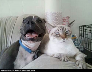 Pit Bull, looks scared of the cat!