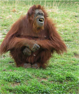 orangutanlaughing Belly Laughs!