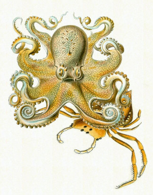ernst haeckel forged