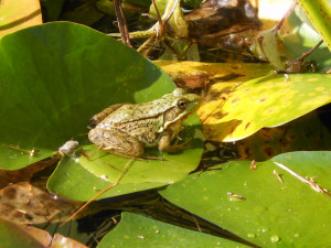 Zen frog, meditating on a lily pad.