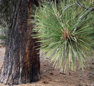 pinus contorta ssp murrayana lodgepole pine