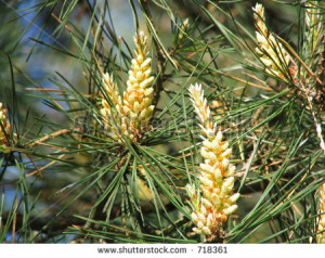 Static Shutterstock Similar Stock Photo Pine Cone