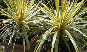 Tropical Garden Plants