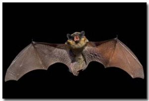 bat control and bat removal can help prevent damages by some of the ...