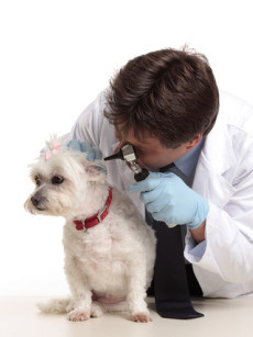Pet Euthanasia, Small dog breeds, Pet Bereavement, Death of a pet ...