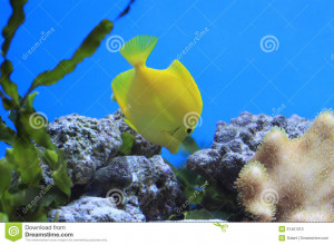 yellow-tang-tropical-aquarium-fish-coral-reef-marine-life-31401310.jpg