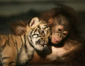 Baby orangutan and tiger cub