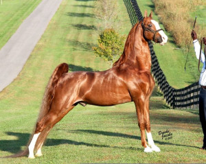 American Saddlebred