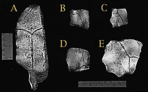 Thin turtle shell fragments