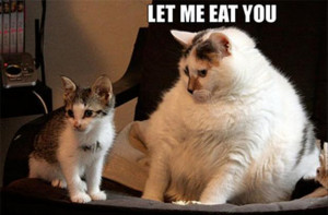 Funny Fat Animals Wallpapers