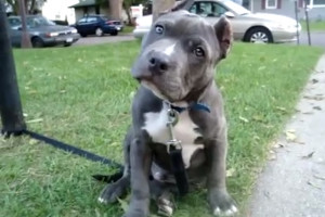 Blue Nose Pit Bull Size Full