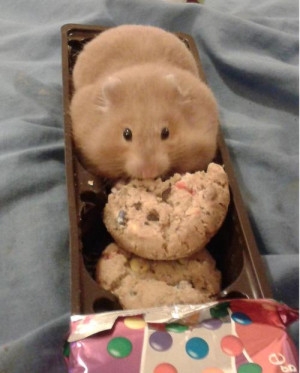 fat cookies hehe hamster