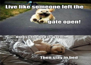 ... Someone Left The Gate Open! Unless The Bed Is Warm... Then Stay In Bed