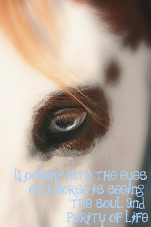 Quotes About Horses Eyes Credited...