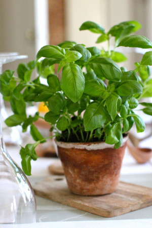 Fresh basil table centre
