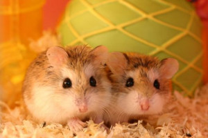 Hamsters, how cute are they?