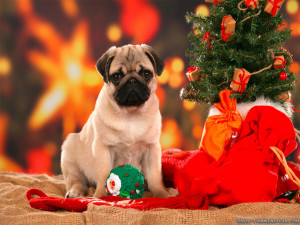cute christmas dogs cute christmas puppies funny christmas dogs ...