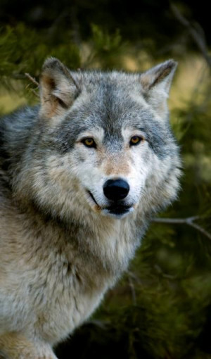 Gray Wolf