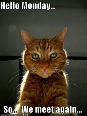 mondaycat