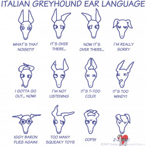 Italian Greyhound Ear Language TShirt, Italian Greyhound, IG, Iggy, IG ...