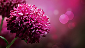 Roze achtergrond met roze bloem | HD bloemen wallpaper foto