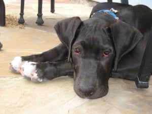 Related Pictures great dane pics in black color