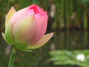 ... There cannot be a lotus flower without the mud.” —Thich Nhat Hanh