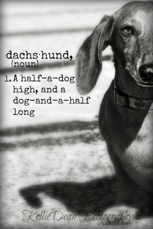 ... Dog Doxie, So True, Weiner Dogs, Pets Quotes, Wiener Dogs, Little Dogs