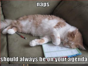 Lol cats Monday: Nap attack