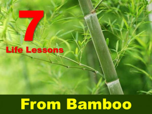 Life Lessons From Bamboo