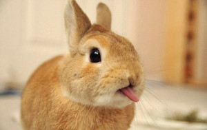 19 Adorable Bunnies Sticking Their Tongues Out