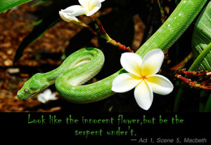 Quotes from Macbeth- Look like the innocent flower, but be the serpent ...