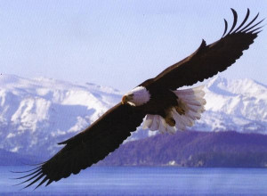 Bald Eagle by alana